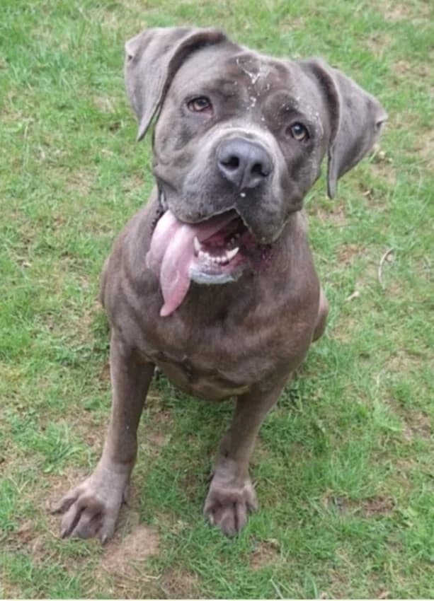 Joanne Cane, Cane Corso for adoption at Rescue Remedies, Richmond