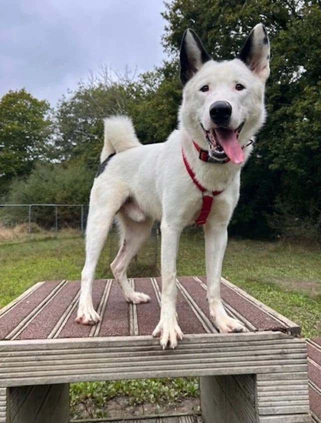 Rockie Shepherd, Husky for adoption at Rescue Remedies, Richmond