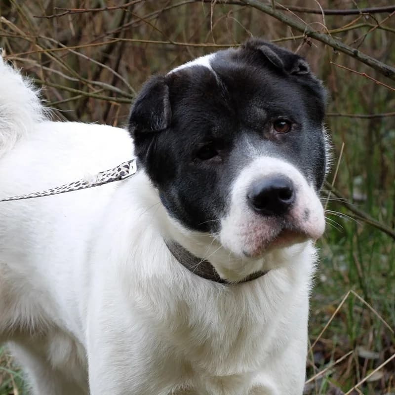 Barney Akita, Shar Pei for adoption at Rescue Remedies, Richmond