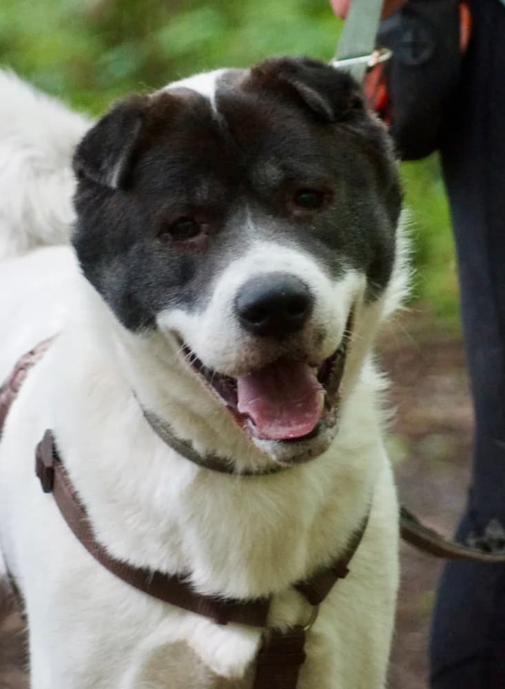 Barney Akita, Shar Pei for adoption at Rescue Remedies, Richmond