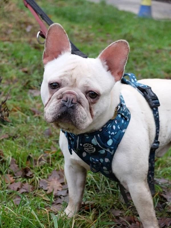 Marcel, French Bulldog for adoption at Rescue Remedies, Richmond