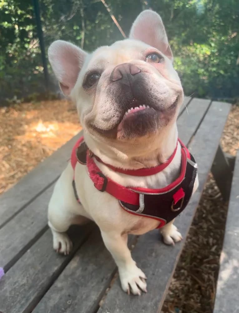 Marcel, French Bulldog for adoption at Rescue Remedies, Richmond