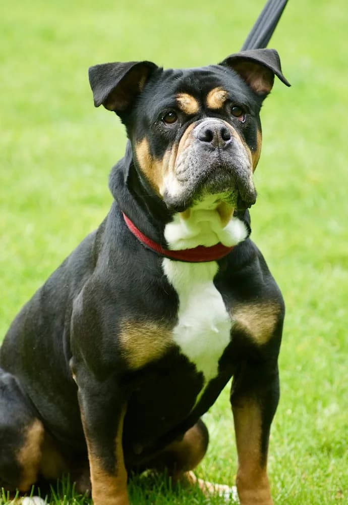 Mary Staffie, English Bulldog for adoption at Rescue Remedies, Richmond