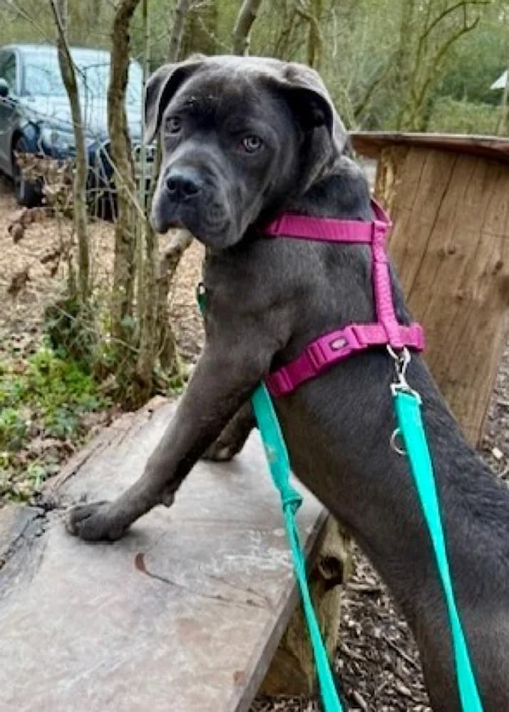 Beryl Cane, Cane Corso for adoption at Rescue Remedies, Richmond