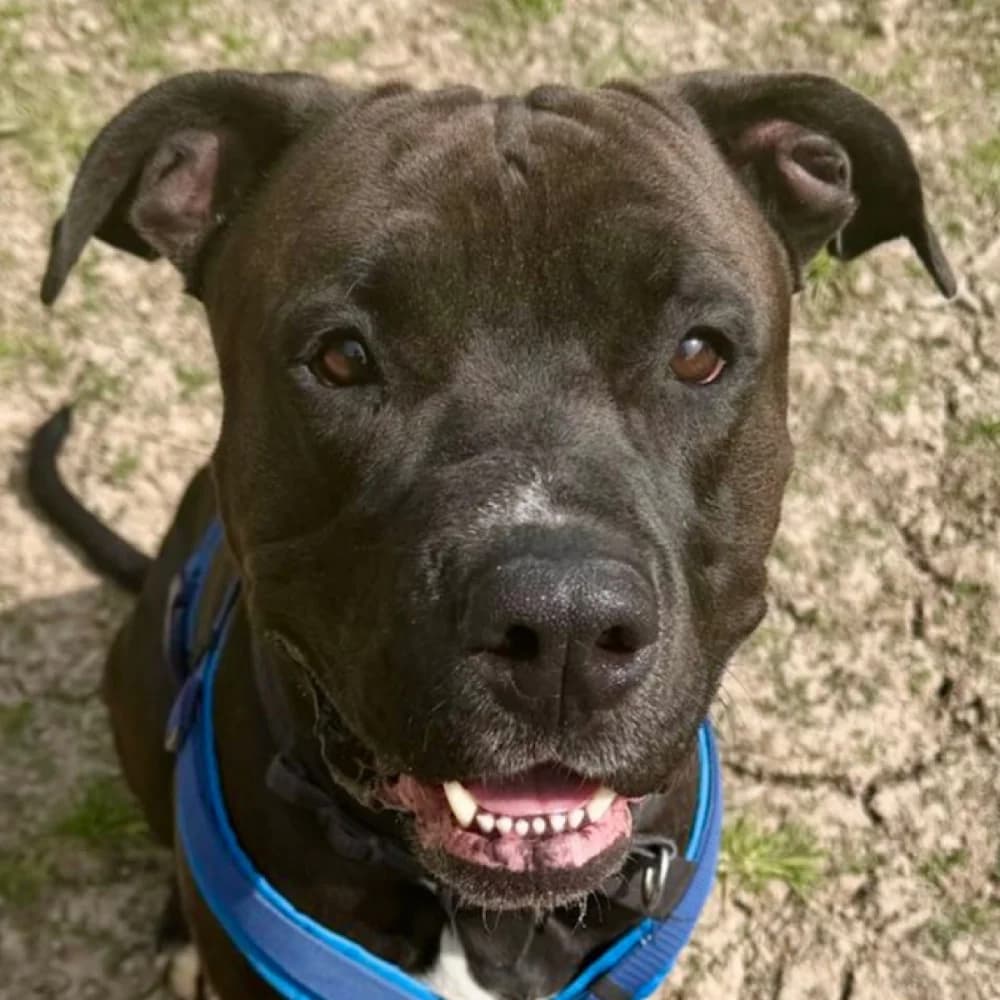 Ralphie Cane, Cane Corso for adoption at Rescue Remedies, Richmond