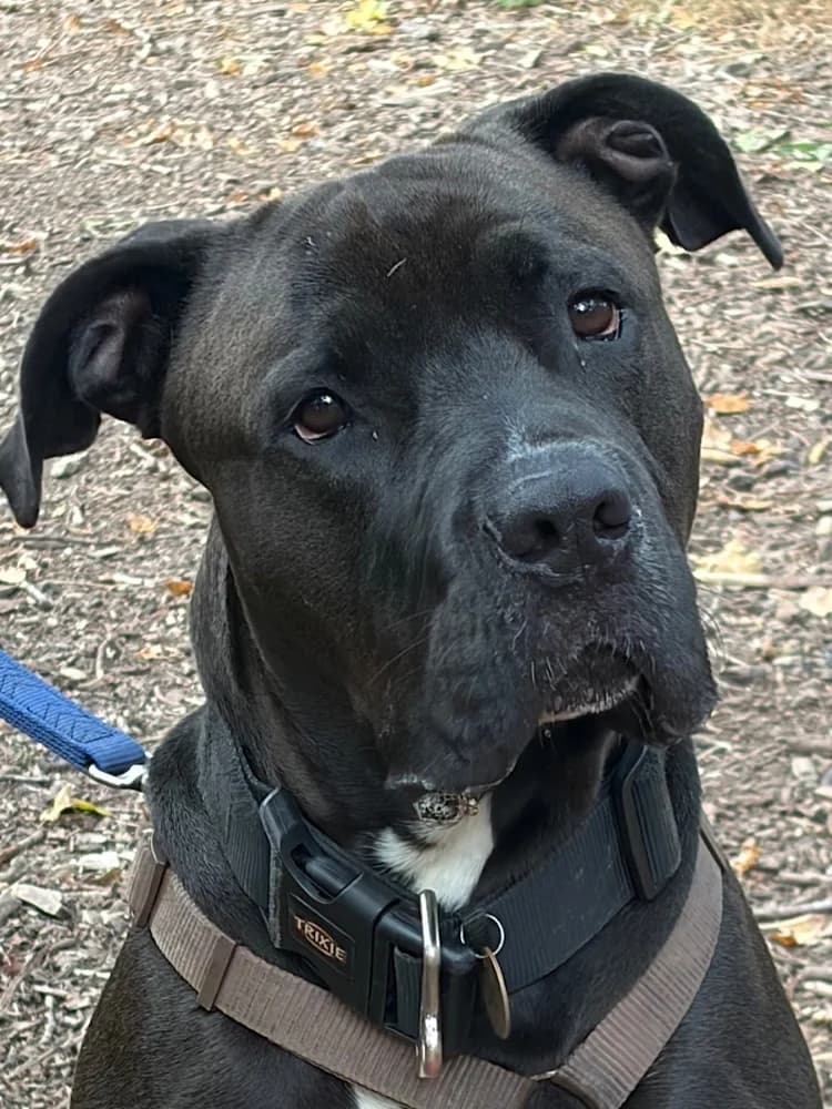 Ralphie Cane, Cane Corso for adoption at Rescue Remedies, Richmond