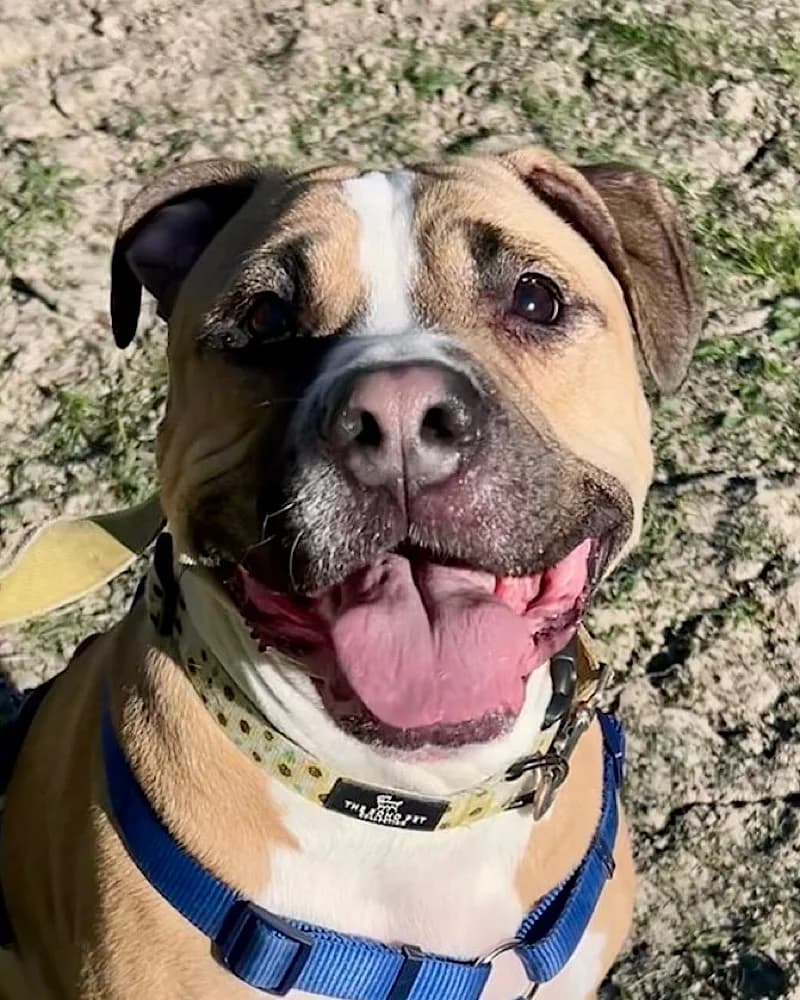 Brody Am, English Bulldog for adoption at Rescue Remedies, Richmond