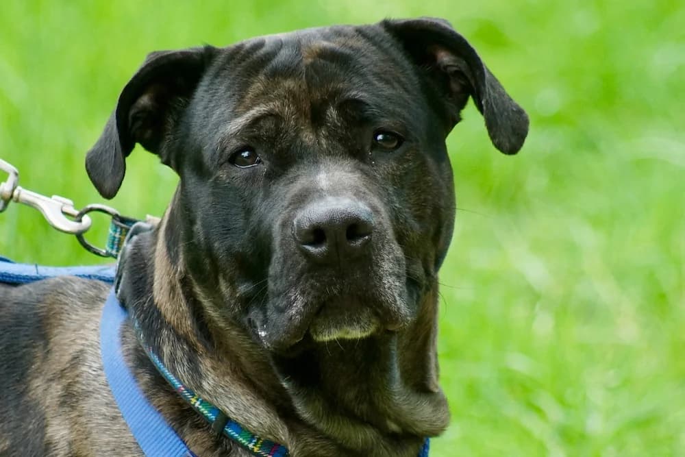 Floyd Mastiff, Staffordshire Bull Terrier for adoption at Rescue Remedies, Richmond