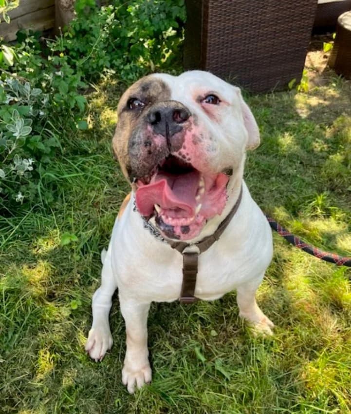 Paisha Am, English Bulldog for adoption at Rescue Remedies, Richmond