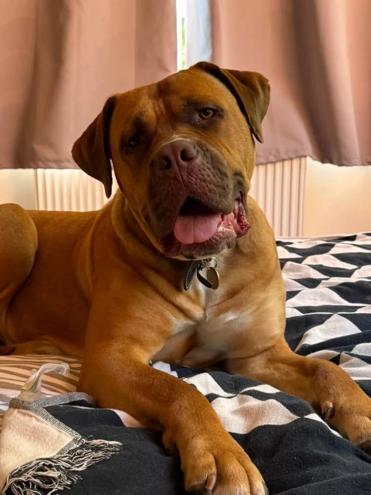 Lexie English, Mastiff for adoption at Rescue Remedies, Richmond