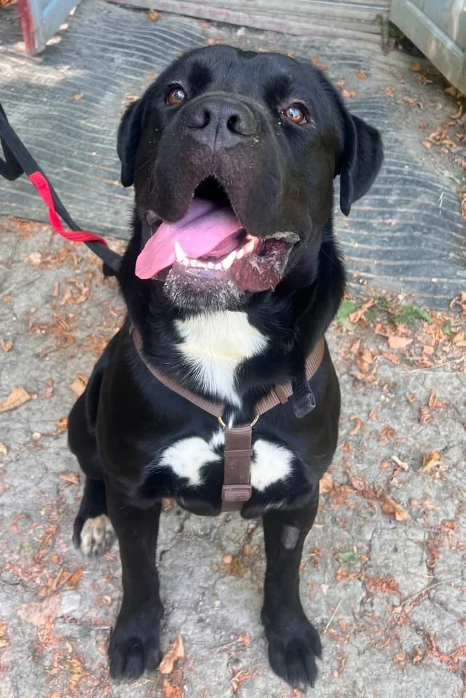 Baloo Labrador, Mastiff for adoption at Rescue Remedies, Richmond