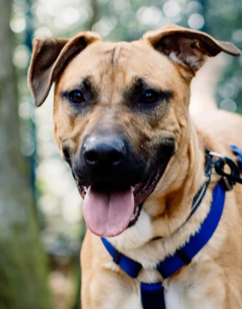 Kit, English Bulldog for adoption at Rescue Remedies, Richmond