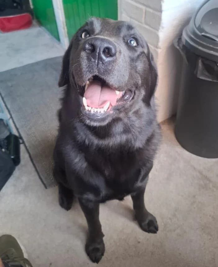 Simon Labrador, Mixed Breed for adoption at Rescue Remedies, Richmond