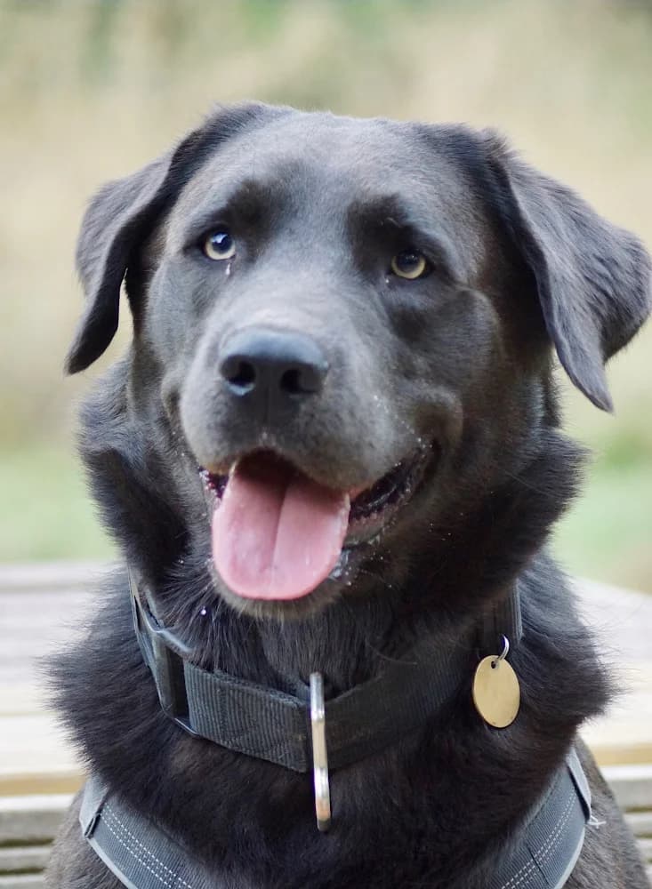 Simon Labrador, Mixed Breed for adoption at Rescue Remedies, Richmond