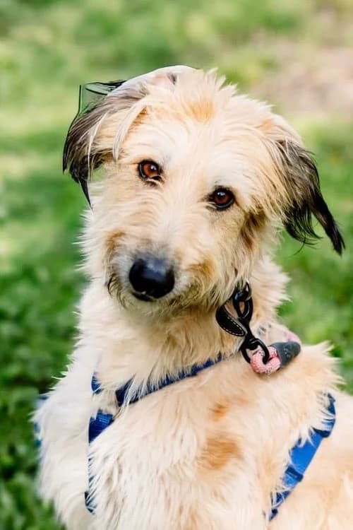 Arthur Saluki, Lurcher for adoption at Rescue Remedies, Richmond