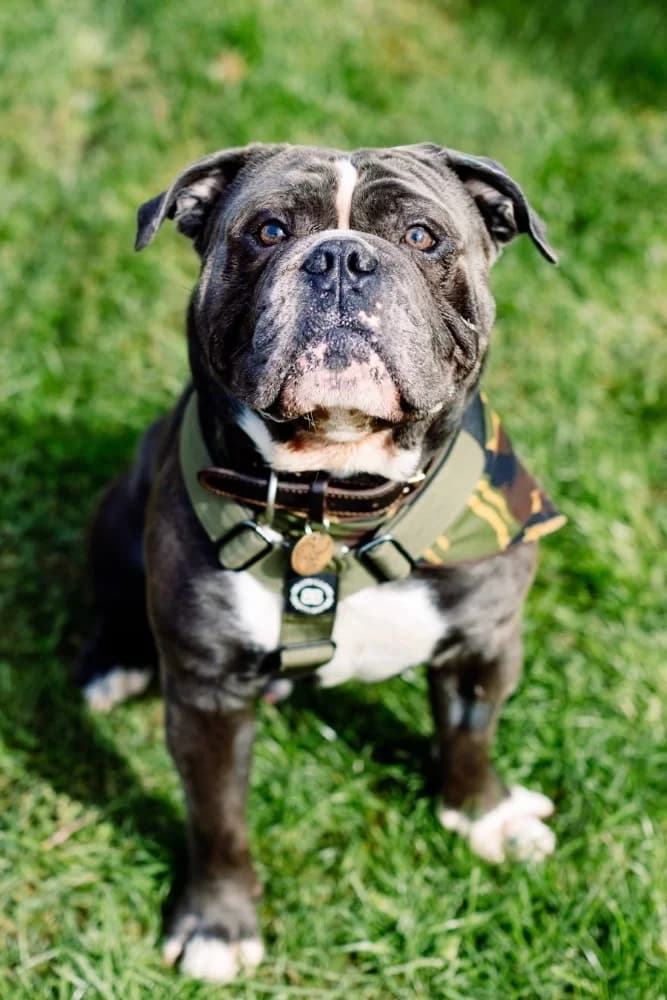 Frank, English Bulldog for adoption at Rescue Remedies, Richmond