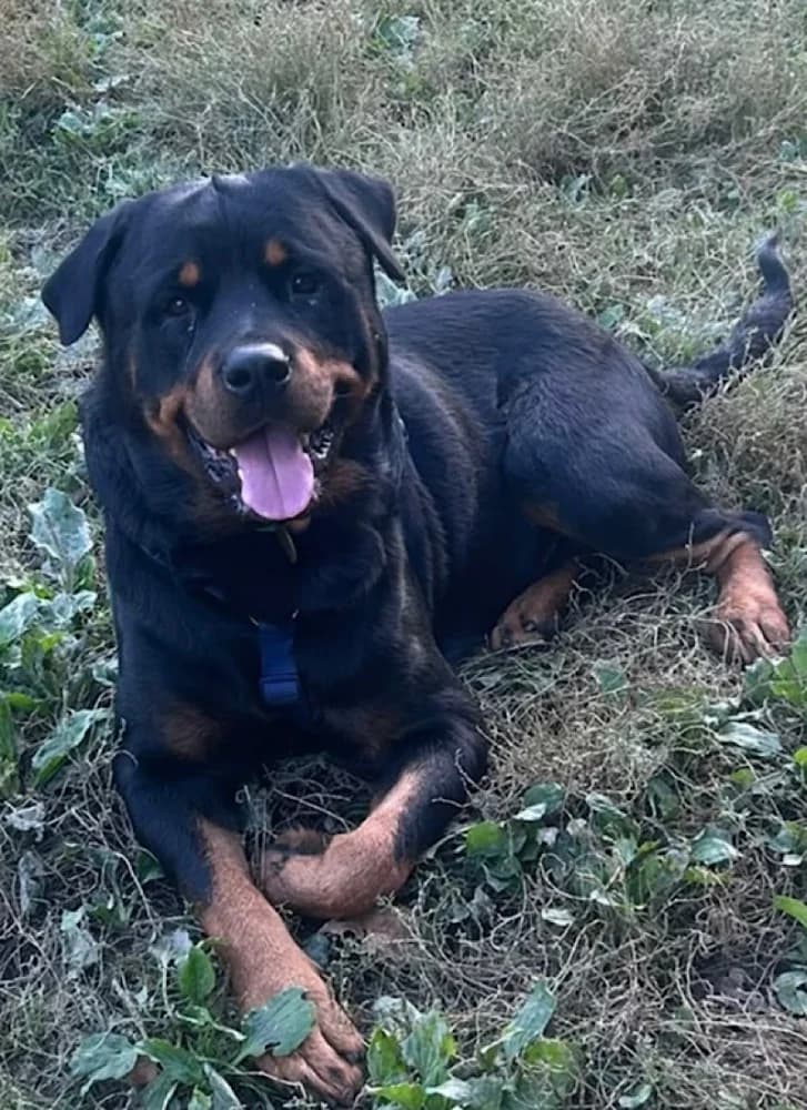 Dusty, Rottweiler for adoption at Rescue Remedies, Richmond