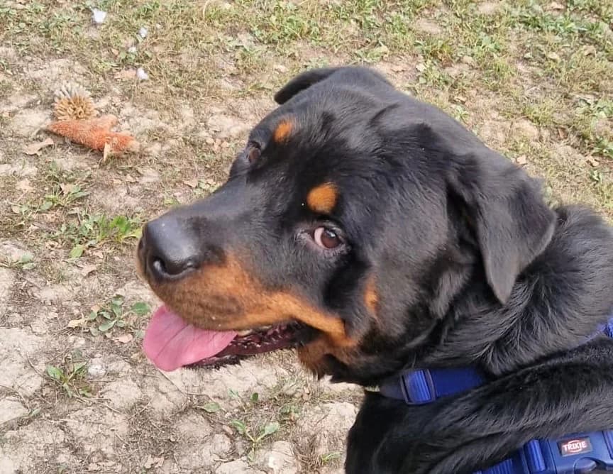 Dusty, Rottweiler for adoption at Rescue Remedies, Richmond