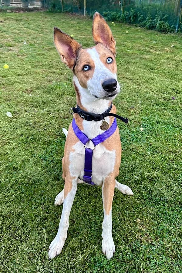 Freya Shepherd, Lurcher for adoption at Rescue Remedies, Richmond