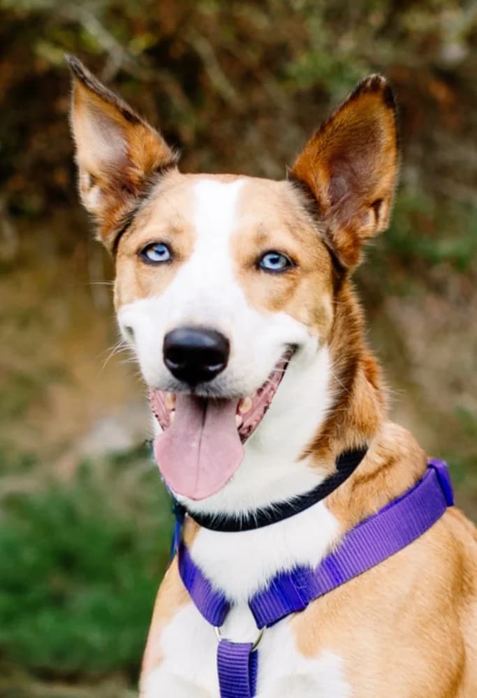 Freya Shepherd, Lurcher for adoption at Rescue Remedies, Richmond