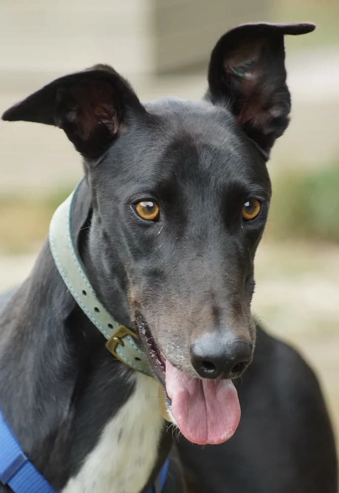 Expresso Greyhound, Mixed Breed for adoption at Rescue Remedies, Richmond