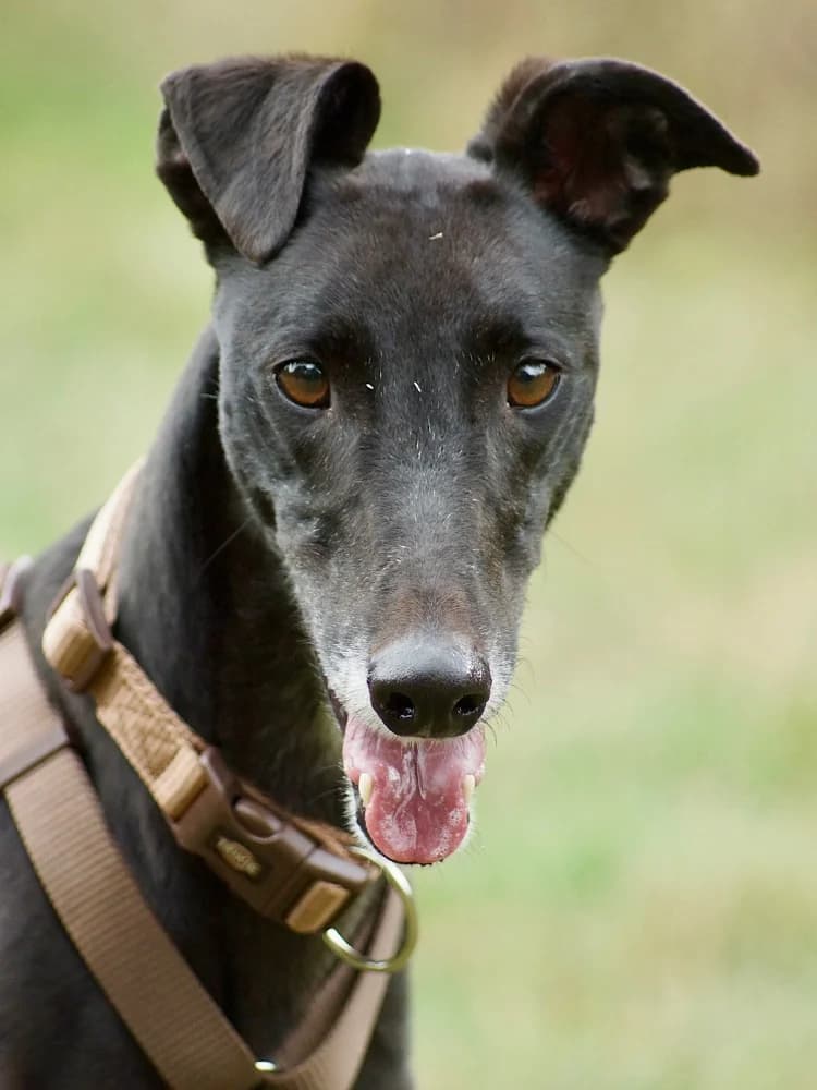 Nessa, Greyhound for adoption at Rescue Remedies, Richmond