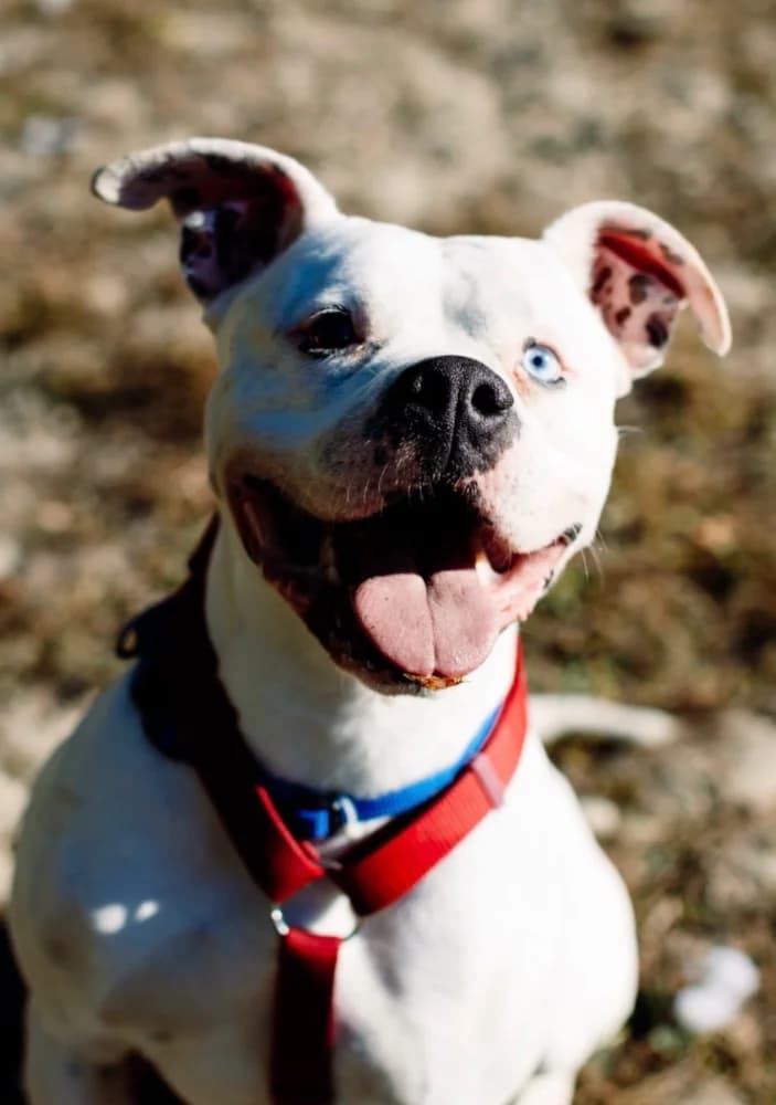 Jeffers, English Bulldog for adoption at Rescue Remedies, Richmond
