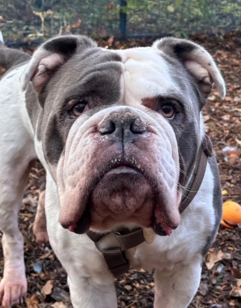 Sienna English, English Bulldog for adoption at Rescue Remedies, Richmond
