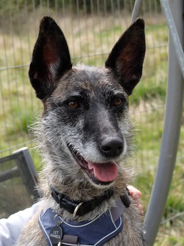 Chelsey Malinois, Lurcher for adoption at Rescue Remedies, Richmond