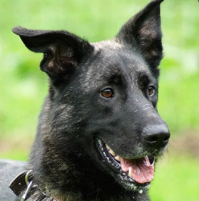 Shadow Elderly, Dutch Shepherd for adoption at Rescue Remedies, Richmond