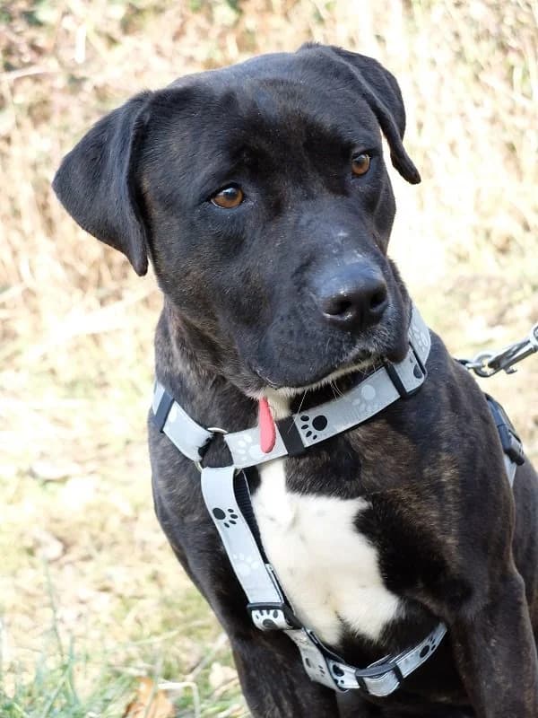 Royce Cane, Cane Corso for adoption at Rescue Remedies, Richmond
