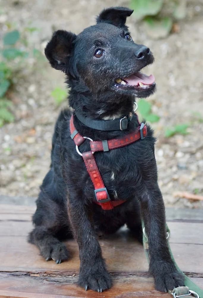 Spencer, mixed breed for adoption at Rescue Remedies, Richmond