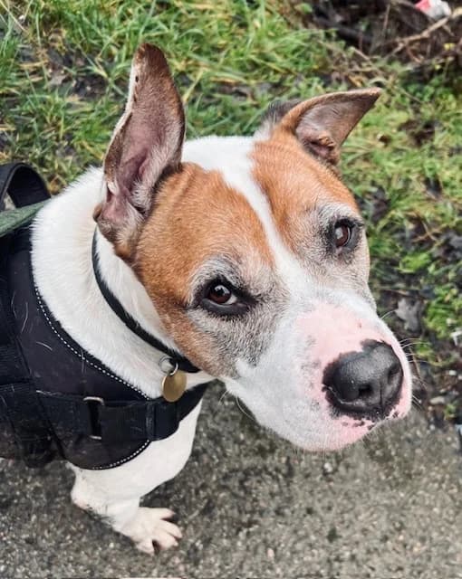 Rocky, English Bulldog for adoption at Rescue Remedies, Richmond