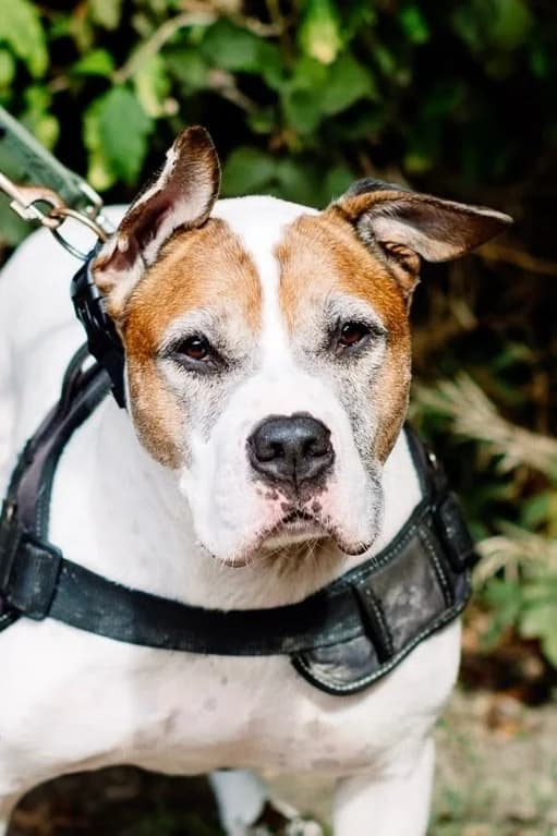 Rocky, English Bulldog for adoption at Rescue Remedies, Richmond