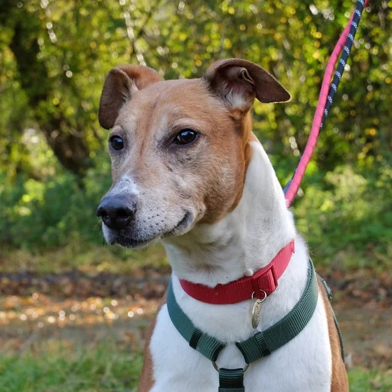 Lenny Elderly, Lurcher for adoption at Rescue Remedies, Richmond