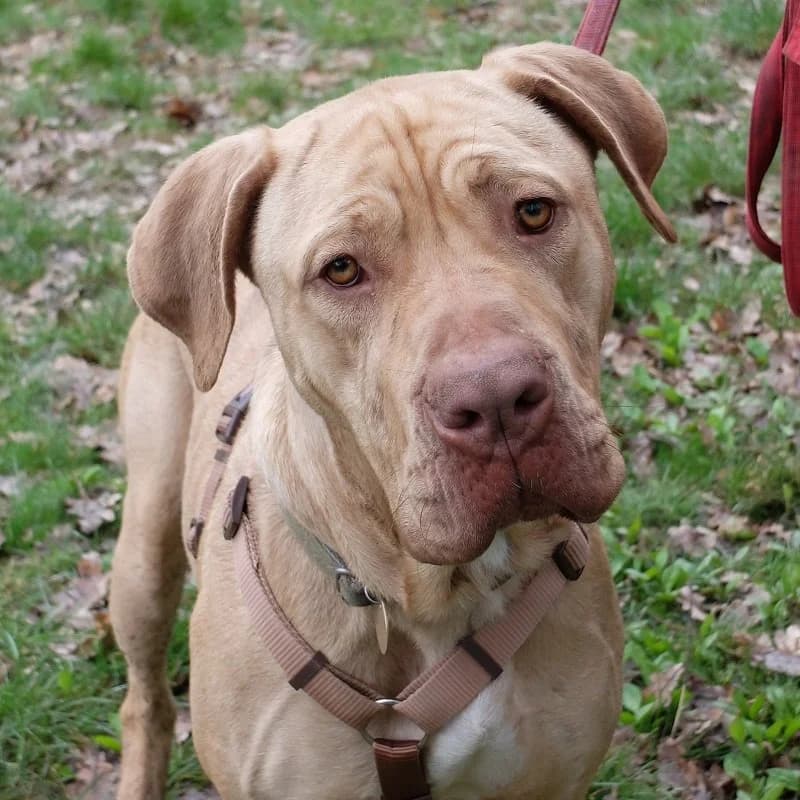Breeze Neapolitan, Mastiff for adoption at Rescue Remedies, Richmond
