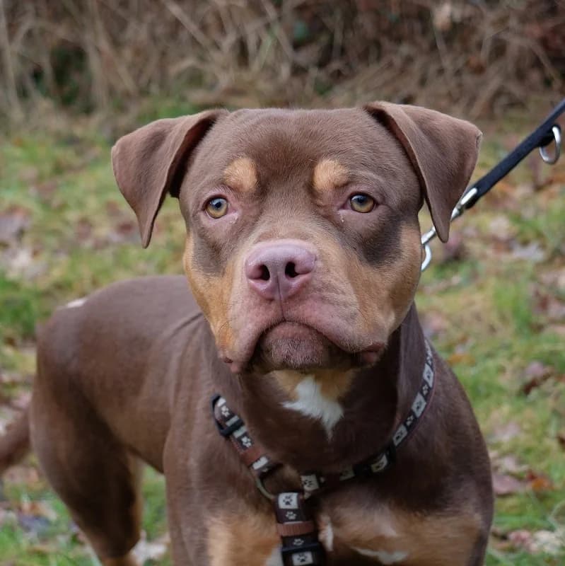 Magic Staffie, English Bulldog for adoption at Rescue Remedies, Richmond