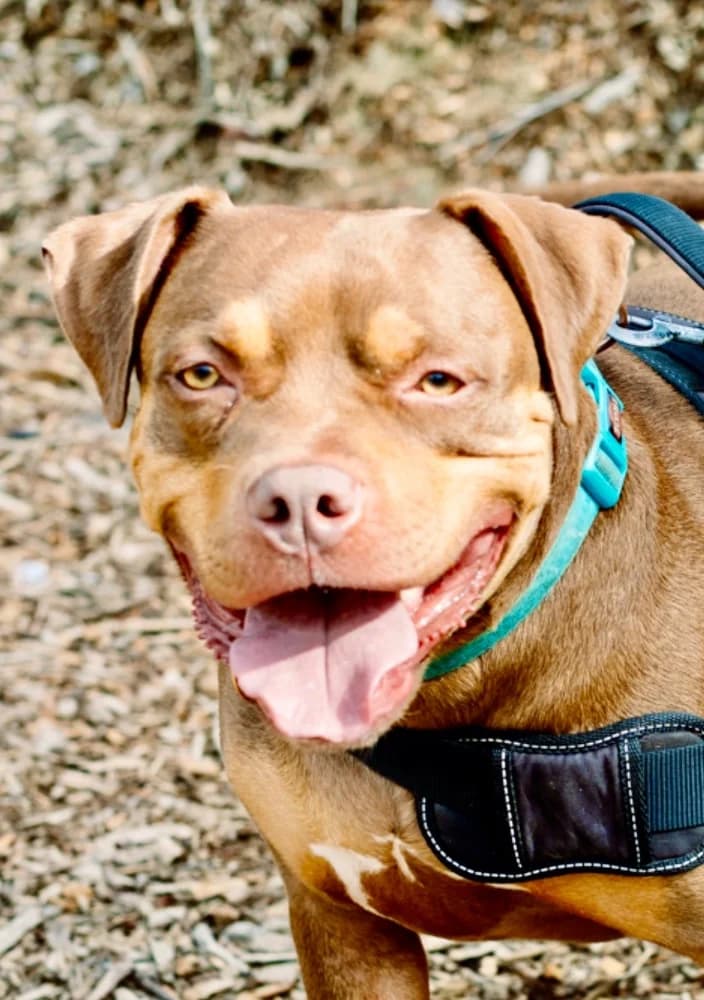 Magic Staffie, English Bulldog for adoption at Rescue Remedies, Richmond