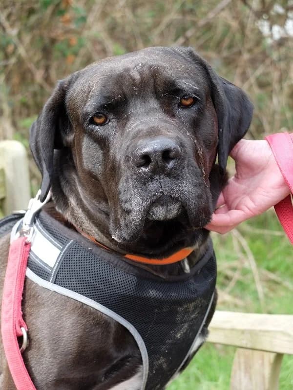 Boo Cane, Cane Corso for adoption at Rescue Remedies, Richmond