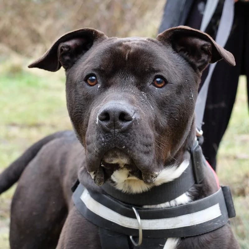 Sooty Cane, Cane Corso for adoption at Rescue Remedies, Richmond