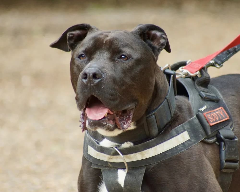 Sooty Cane, Cane Corso for adoption at Rescue Remedies, Richmond