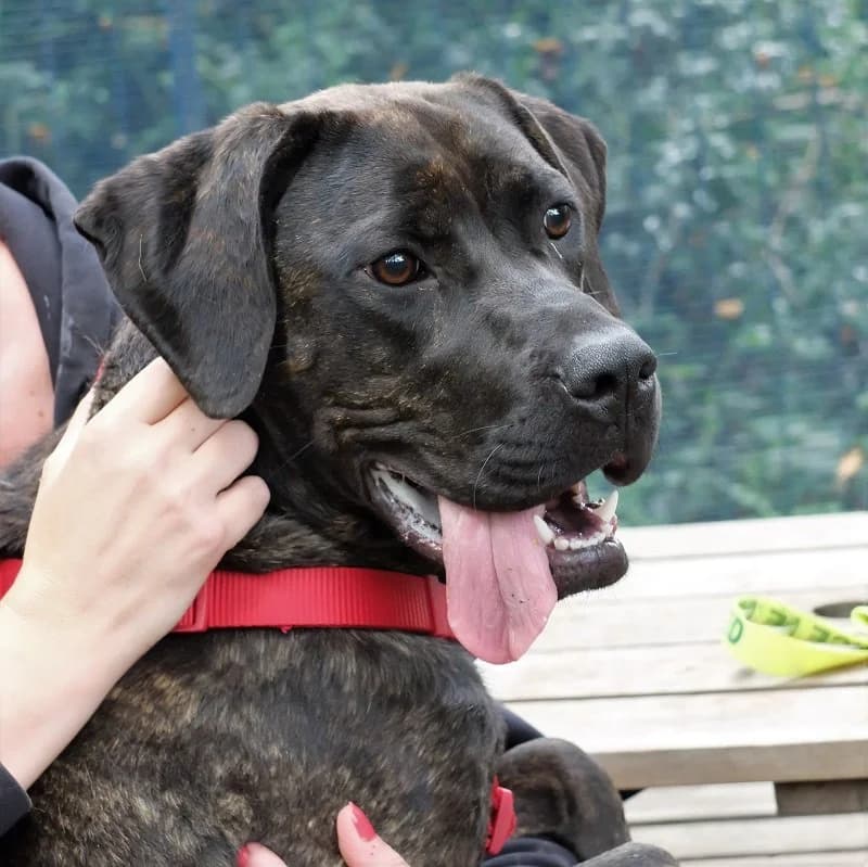 Berry Boerboel, Mixed Breed for adoption at Rescue Remedies, Richmond