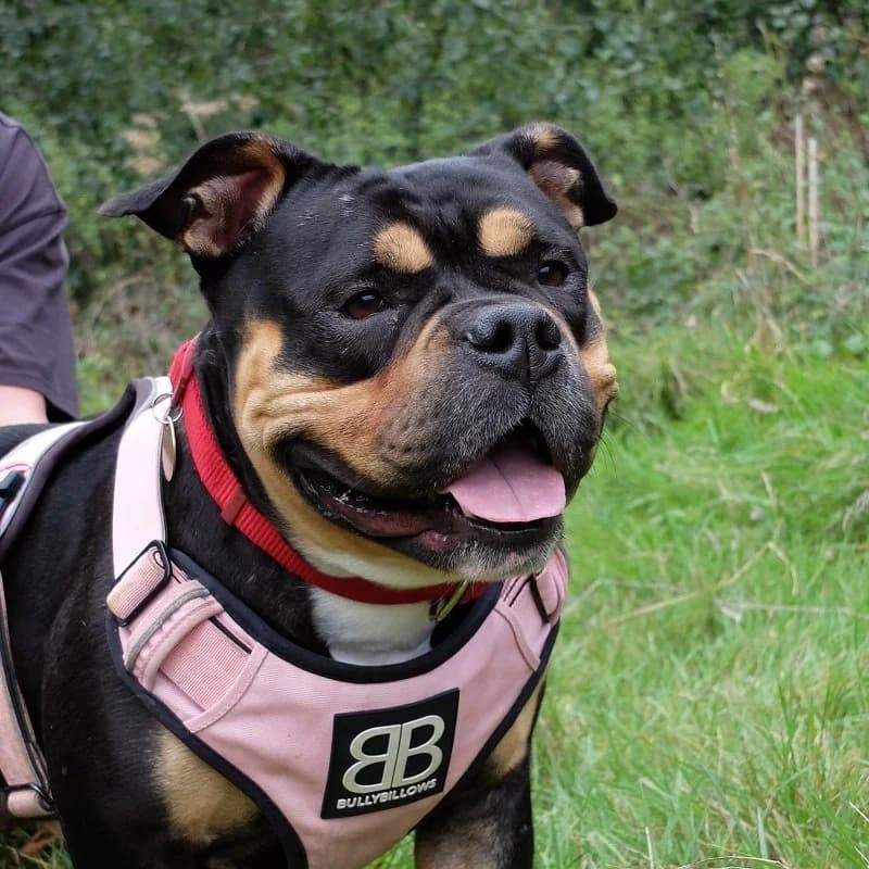 Dior Picket, mixed breed for adoption at Rescue Remedies, Richmond