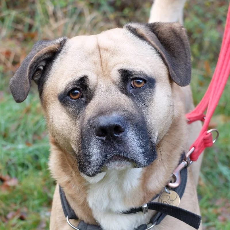Sandos, Mastiff for adoption at Rescue Remedies, Richmond