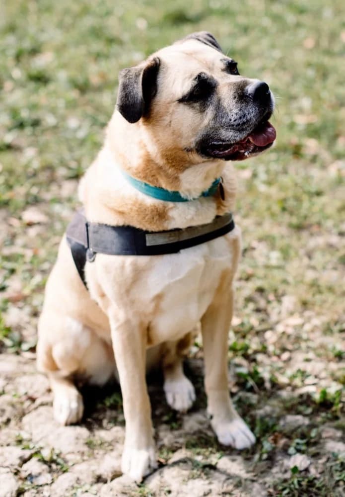 Sandos, Mastiff for adoption at Rescue Remedies, Richmond