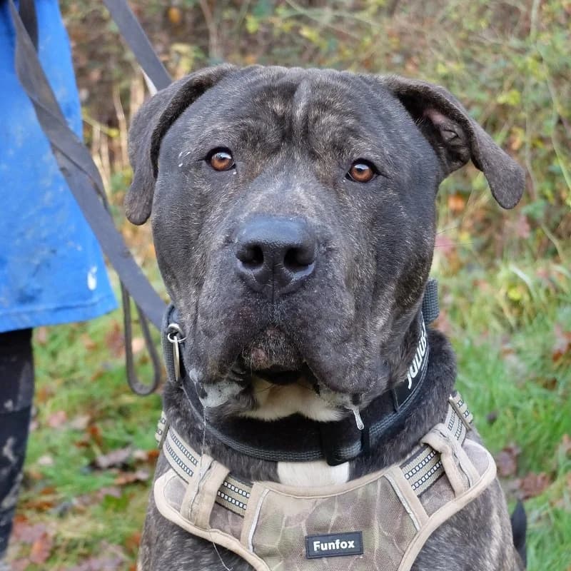 Selwyn, Mastiff for adoption at Rescue Remedies, Richmond