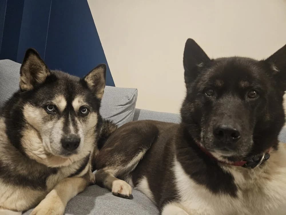 Rico, Husky for adoption at Rescue Remedies, Richmond