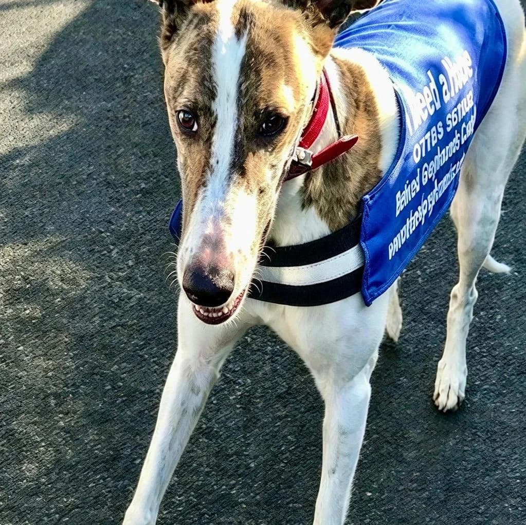 DIANA, female Mixed Breed for adoption at Retired Greyhounds Canterbury