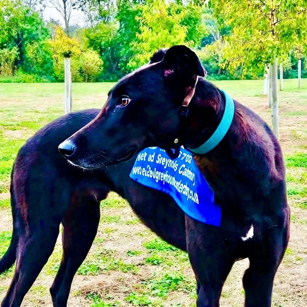 GEORGE, male Mixed Breed for adoption at Retired Greyhounds Canterbury