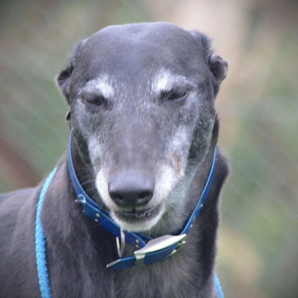 HARRY, male Greyhound for adoption at Retired Greyhounds Canterbury